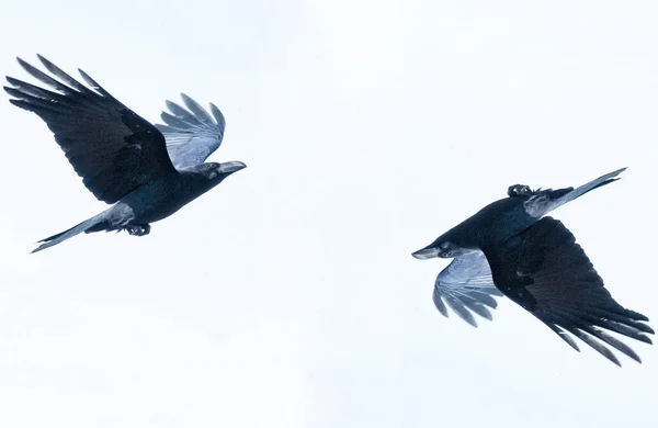 Symmetrie Krähen Flattern Plötzlich Und Fliegen Davon — Stockfoto