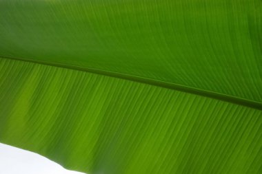 Görkemli, büyük ve geniş yeşil muz yaprakları tropik bölgelere özgü.