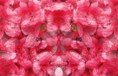 Çoklu görüntüler, kızıl yağmurdan sonra açelya çiçeği deseni