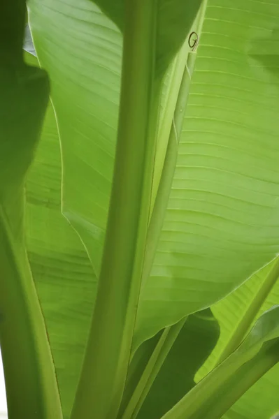 Fenséges Nagy Széles Zöld Banánlevelek Trópusokra Jellemzőek — Stock Fotó