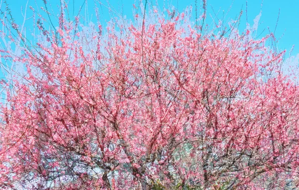 Modèle Prune Rouge Fleurissant Dignement Dans Ciel Bleu Début Printemps — Photo