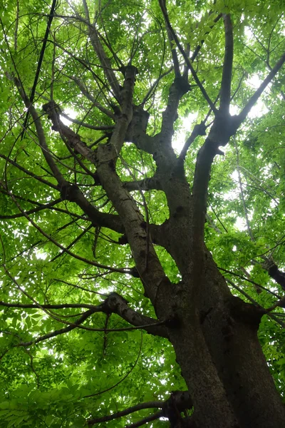Fresh Green Leaves Dense Tree Trunks Forest Blocks Sunlight — Fotografia de Stock