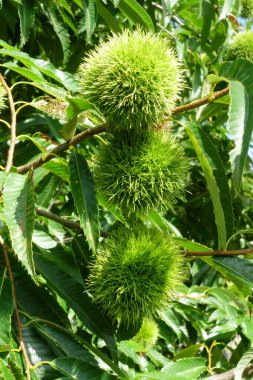 Yaz ortası Kuriki tarım arazisi deseni yeşil ve sivri bir görünümle