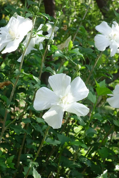 Pétalas Esplêndidas Graciosas Brancas Pomar Elegante Meio Verão — Fotografia de Stock