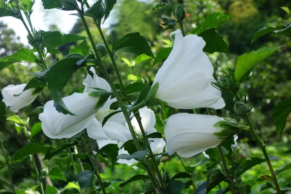 Bianco Splendidi Graziosi Petali Elegante Frutteto Piena Estate — Foto Stock