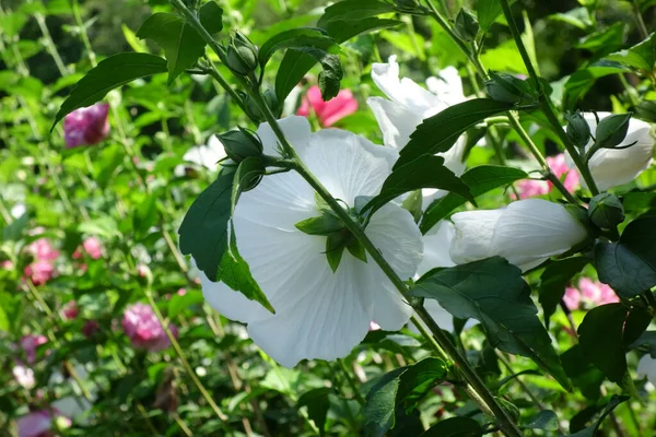 Pétalos Blancos Espléndidos Elegantes Huerto Elegante Pleno Verano — Foto de Stock