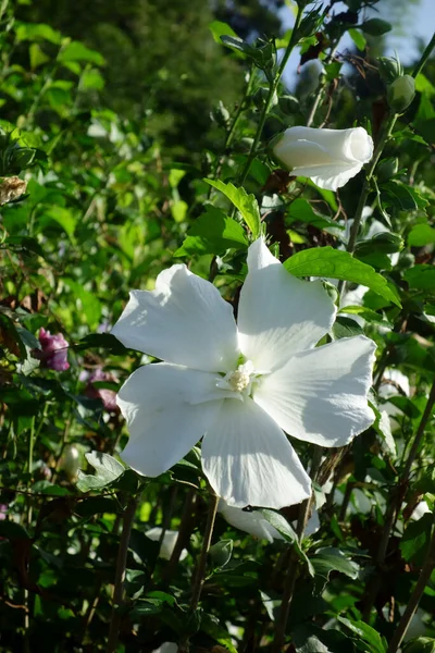 Pétalas Esplêndidas Graciosas Brancas Pomar Elegante Meio Verão — Fotografia de Stock