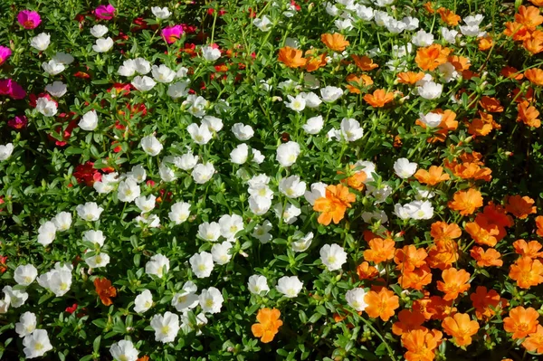 Půvabné Nádherné Barevné Okvětní Lístky Kvetoucí Květinových Záhonech Parku Uprostřed — Stock fotografie