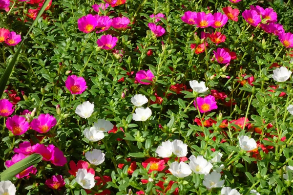 Graciosa Esplêndida Pétalas Coloridas Florescendo Nos Canteiros Flores Parque Meados — Fotografia de Stock