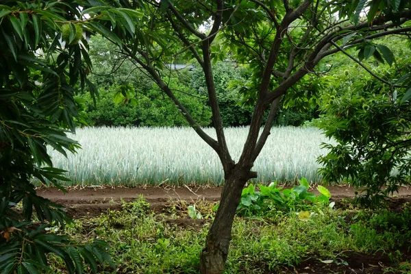 Gensokyo Campo Cebolla Verde Fresca Que Extiende Cuidadosamente Bajo Sol —  Fotos de Stock