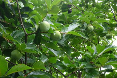 Yazın ortasında kavurucu güneşin altında, hurma tarlasının yemyeşil istiridye meyveleri sonbaharın gelişini bekliyor..