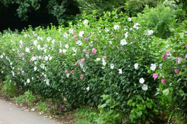 Çok çeşitli amber çiçekleri yaz ortası güneşinin altında masmavi gökyüzünde parlıyor.