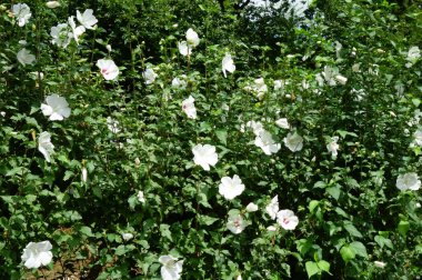 Çok çeşitli amber çiçekleri yaz ortası güneşinin altında masmavi gökyüzünde parlıyor.