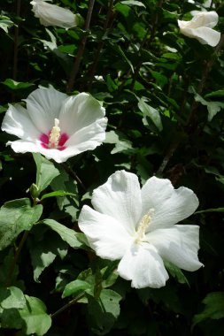 Çok çeşitli amber çiçekleri yaz ortası güneşinin altında masmavi gökyüzünde parlıyor.