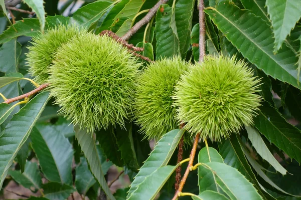 Under the scorching sun of midsummer, the lush and spiky chestnuts of the chestnut forest in the chestnut field