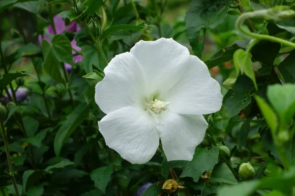 Hibiszkusz Szirmainak Széles Választéka Ragyog Nyár Közepén Kék Égen — Stock Fotó