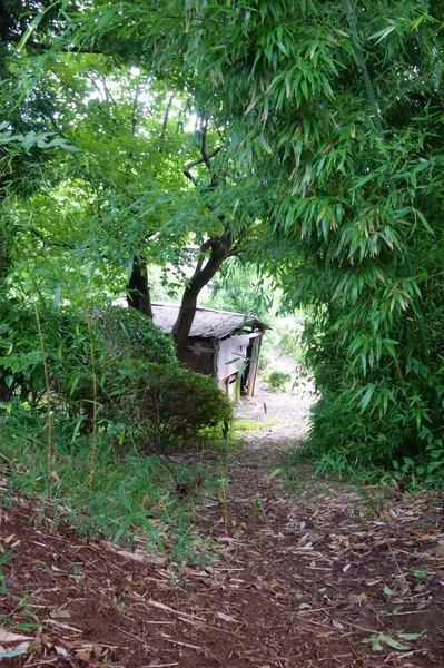 真夏の太陽の下で孤独な小屋が風の中の森の中に立っている — ストック写真