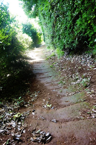 Midsummer Sun Stands Streamlined Slope Path Sunlight Leaks Trees — Stock Photo, Image