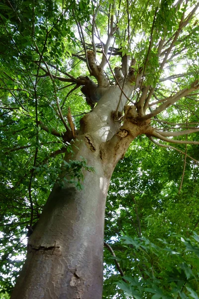 Uma Árvore Gigante Que Tem Vários Anos Sobe Resposta Bênçãos — Fotografia de Stock