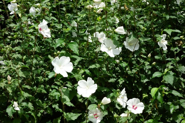 Uma Grande Variedade Pétalas Hibisco Sob Sol Verão Brilhar Céu — Fotografia de Stock