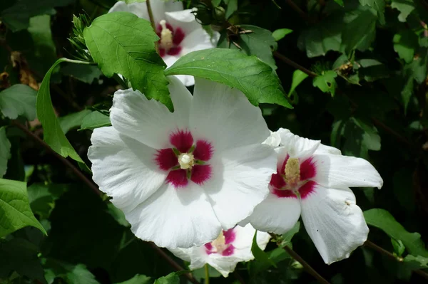 Una Grande Varietà Petali Ibisco Sotto Sole Mezza Estate Splendono — Foto Stock