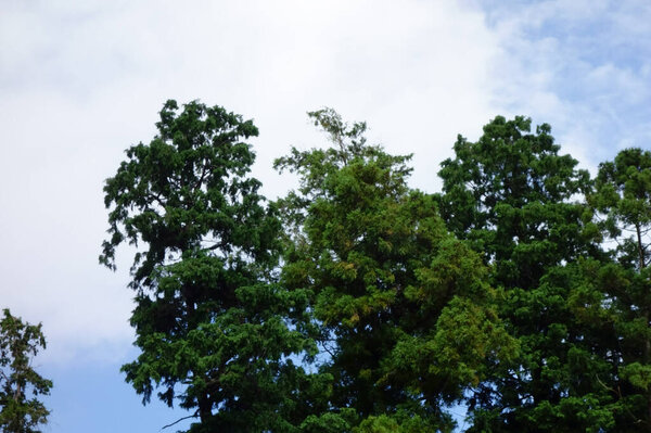 Под палящим солнцем летнего солнца, свежие зеленые рощи и кусты, которые могут расти