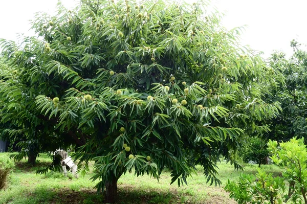 Sob Sol Escaldante Meados Verão Castanhas Exuberantes Espinhosas Floresta Castanhas — Fotografia de Stock