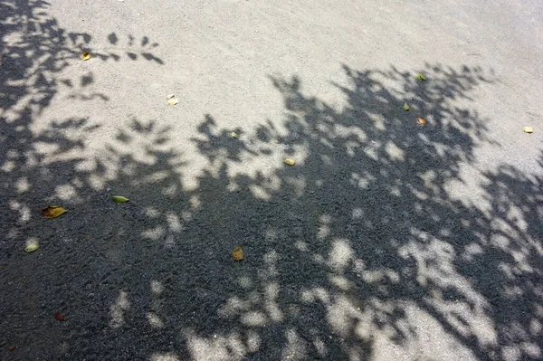 Olhos Sombras Árvores Meio Verão Com Luz Solar Intensa — Fotografia de Stock
