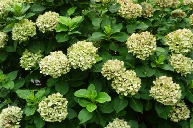 Yağmur mevsiminde ortanca, mevsimleri değiştiren kurumuş çiçekler.