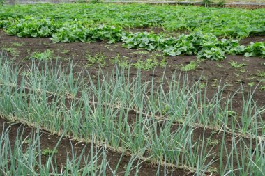  Kentsel yerleşim bölgesinde bahçıvanlık, sebze bahçesinde bitki yetiştirme.                              