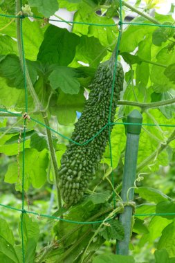 Kentsel yerleşim bölgesinde bahçıvanlık, sebze bahçesinde bitki yetiştirme.                              