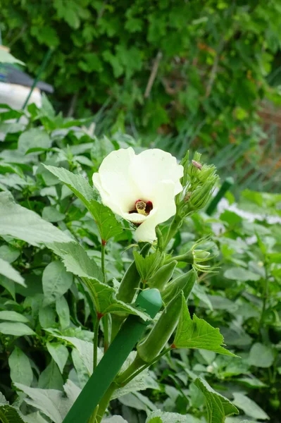 Jardinagem Uma Área Residencial Urbana Plantador Uma Horta — Fotografia de Stock