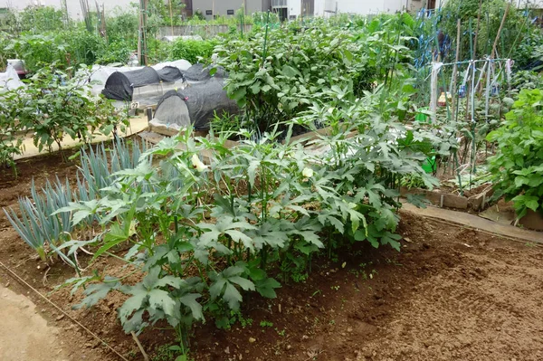 Jardinage Dans Quartier Résidentiel Urbain Jardinière Dans Potager — Photo