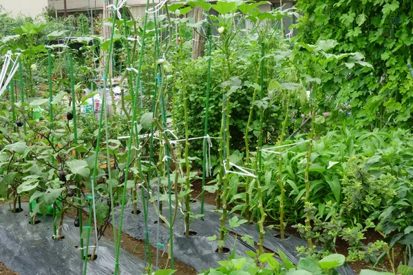 Jardinage Dans Quartier Résidentiel Urbain Jardinière Dans Potager — Photo