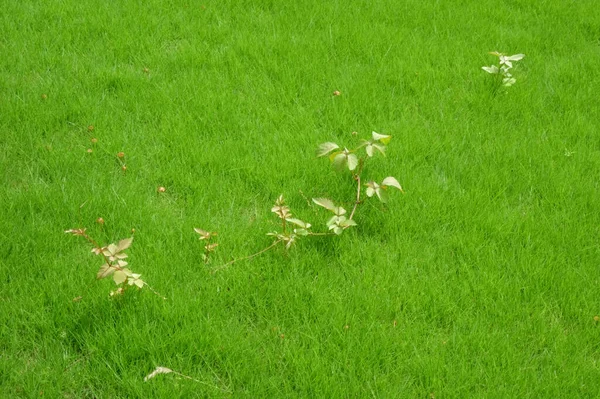 芝生に散開した大きな木の葉 — ストック写真