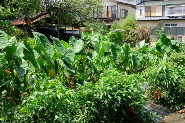 Büyük nilüfer yaprakları yazın ortasında kavurucu güneşin altında rüzgarda esiyor.