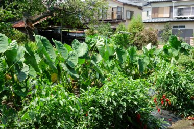 Büyük nilüfer yaprakları yazın ortasında kavurucu güneşin altında rüzgarda esiyor.