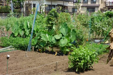 Büyük nilüfer yaprakları yazın ortasında kavurucu güneşin altında rüzgarda esiyor.