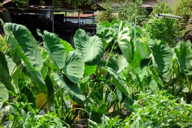 Büyük nilüfer yaprakları yazın ortasında kavurucu güneşin altında rüzgarda esiyor.