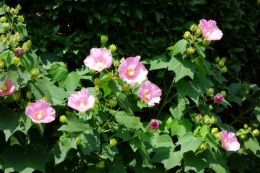 Yaz ortası güneşinde açan pembe Konfederasyon gülü çiçekleri.