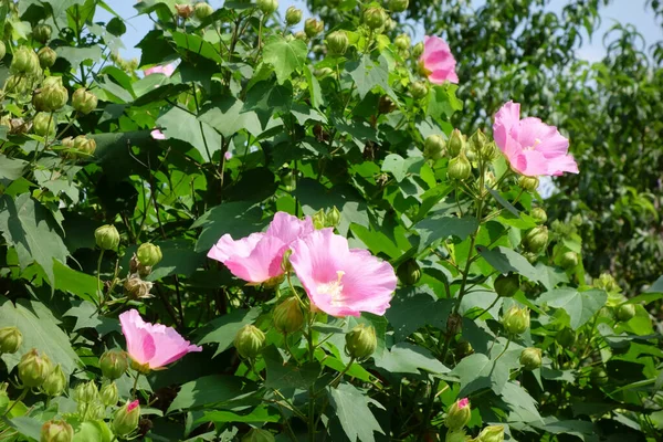 Rosa Confederata Fiori Rosa Che Sbocciano Sotto Sole Caldo Mezza — Foto Stock