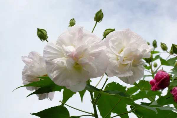 Konfederační Růže Velkými Růžovými Okvětními Lístky Které Jsou Půvabné Nádherné — Stock fotografie