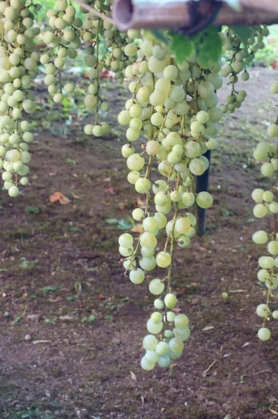 Fruto Las Uvas Verdes Viña —  Fotos de Stock