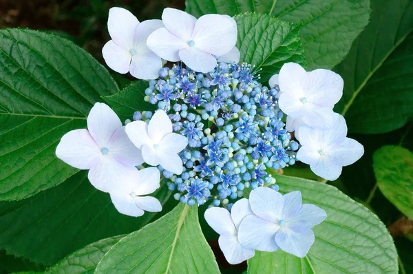 Hortensia — Foto de Stock