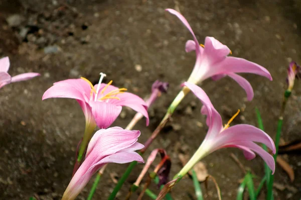 Flores silvestres — Foto de Stock