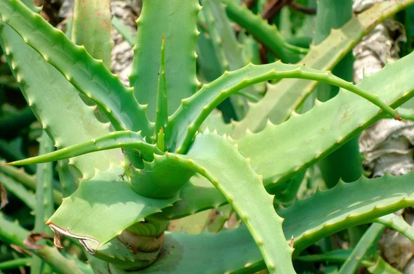 Aloe εγκαταστάσεις — Φωτογραφία Αρχείου