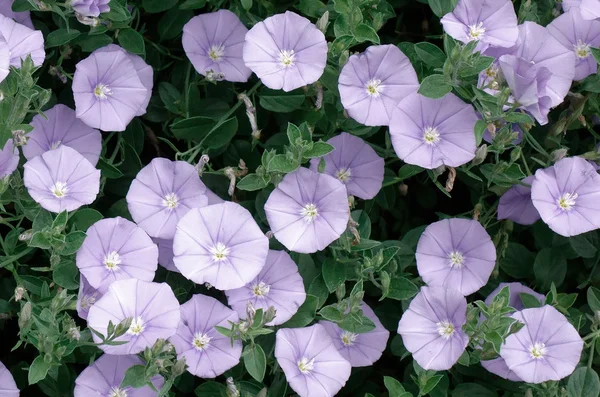 Flower — Stock Photo, Image