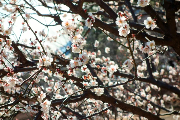 Flor de ameixa — Fotografia de Stock