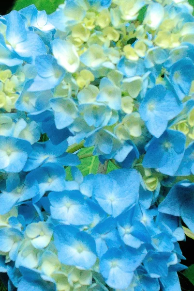 Hortensia fraîche et bleue — Photo