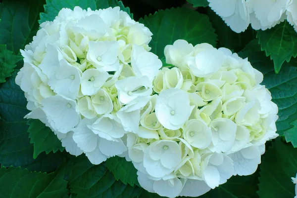 Pálida hermosa hortensias flores — Foto de Stock